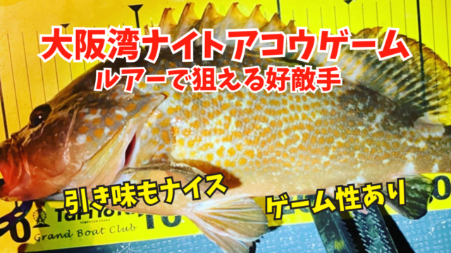 高級魚】アコウ(キジハタ)をボートで狙うロックフィッシュゲーム 