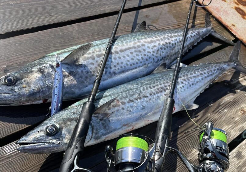 【2025年秋シーズン】サゴシをブレードジグでキャスティングで狙う