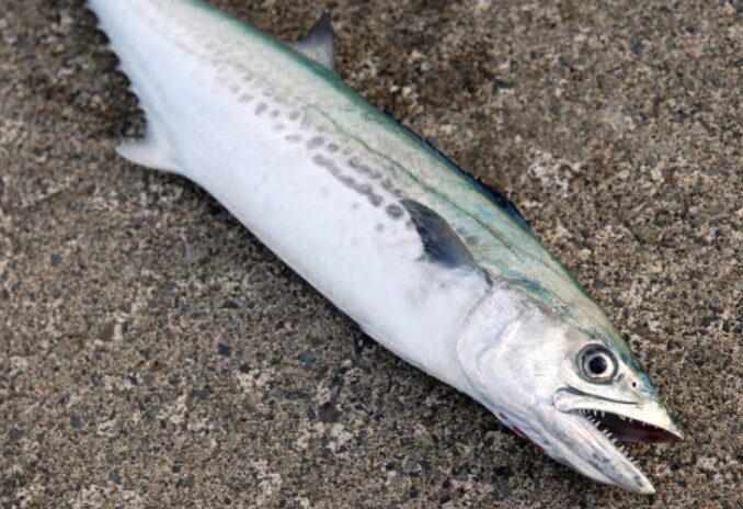 秋が深まる大阪湾奥は、一年の中でも特に活気づくシーズン。