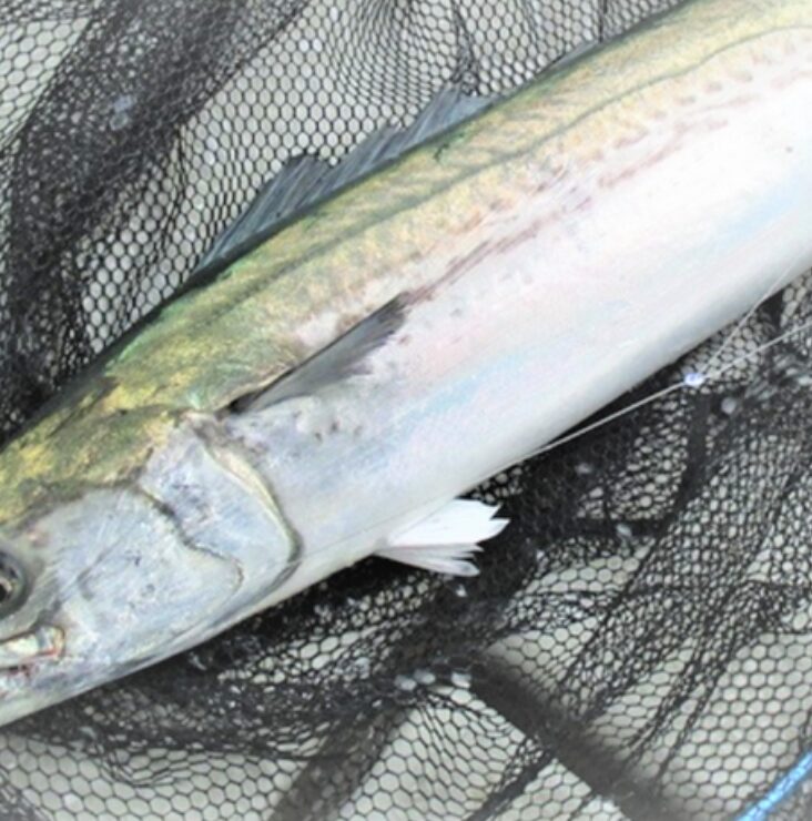 インショアキャスティング