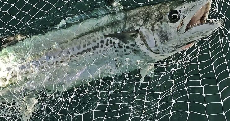 2025年の秋、大阪湾奥はサゴシキャスティングが間違いなく盛り上がります