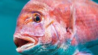 タイラバの魅力