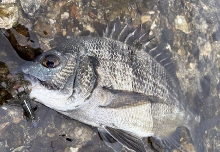 夏の大阪湾は、一年でもっとも「魚種」が豊富になる季節です