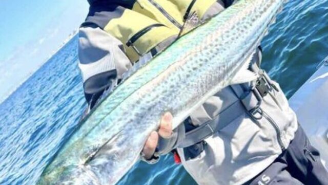 【2026年秋】大阪湾奥で釣れる魚とおすすめの食べ方を徹底紹介！サワラ・ブリ・タチウオ・アジ・サバをおいしく持ち帰る方法